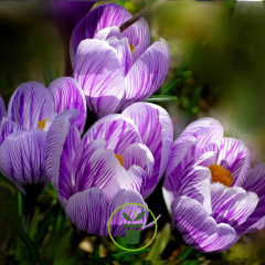 Crocus géant Pickwick – 10 bulbes