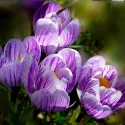 Crocus géant Pickwick – 10 bulbes
