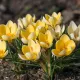 Crocus Yellow (jaune) - 10 bulbes
