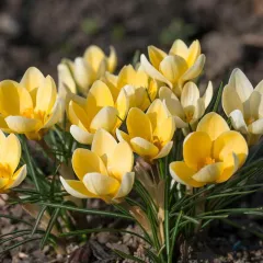Crocus Yellow (jaune) - 10 bulbes