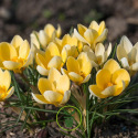 Crocus Yellow (jaune) - 10 bulbes