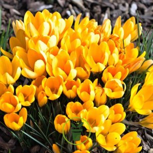 Crocus botanique Dorothy (jane orangé) – 10 bulbes