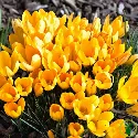 Crocus botaniques – 10 bulbes
