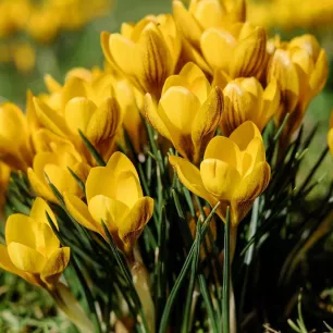 Crocus botanique ‘Fuscotinctus’ – 10 bulbes