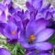 Crocus botanique ‘Tommasinianus Ruby Giant’ – 10 bulbes