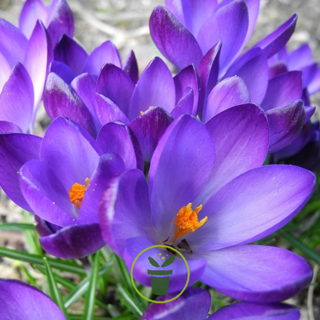 Crocus botanique ‘Tommasinianus Ruby Giant’ – 10 bulbes