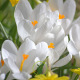 Crocus botanique ‘Bruant des neiges’ – 10 bulbes