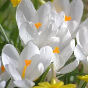 Crocus botanique ‘Bruant des neiges’ – 10 bulbes