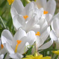 Crocus botanique ‘Bruant des neiges’ – 10 bulbes