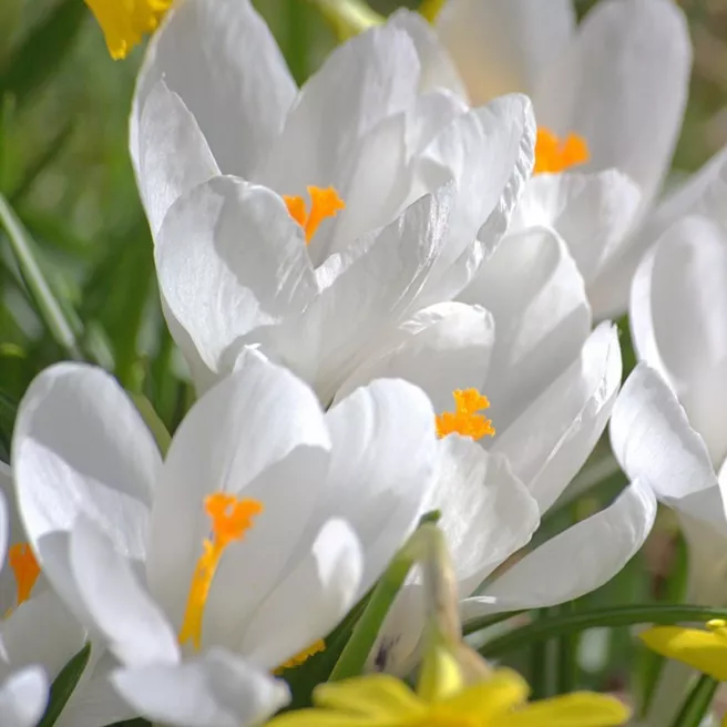 Crocus botanique ‘Bruant des neiges’ – 10 bulbes