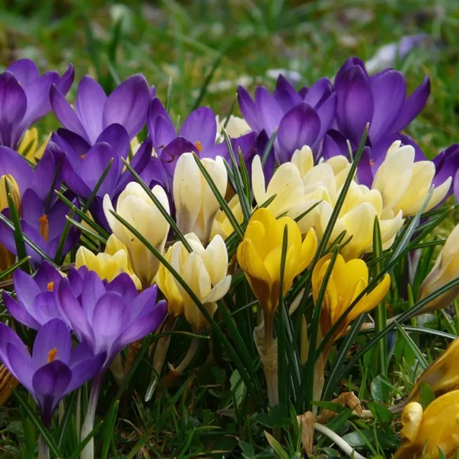 Crocus Mélange de Couleurs - 60 bulbes
