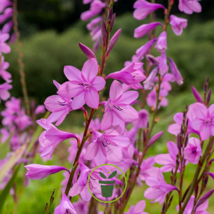 Glaïeul byzantin – 8 bulbes