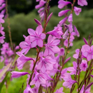 Glaïeul byzantin – 8 bulbes