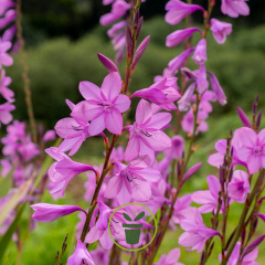 Glaïeul byzantin – 8 bulbes