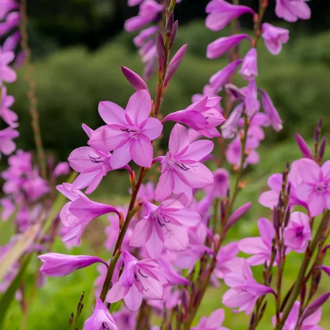 Glaïeul byzantin – 8 bulbes