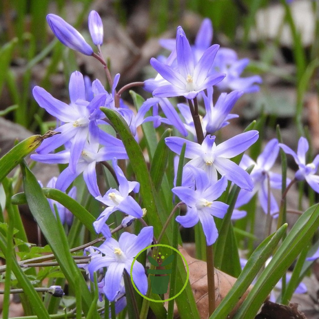 Chionodoxa bleu – 10 bulbes