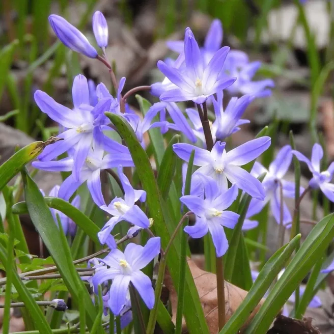 Chionodoxa bleu – 10 bulbes