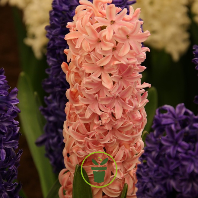 Jacinthe ‘Gipsy Queen’ orange – Sachet de 5 bulbes Jacinthe ‘Gipsy Queen’ orange – Sachet de 5 bulbes