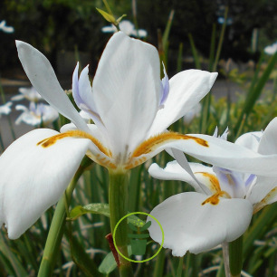 Iris hollandica Carmen 10 bulbes