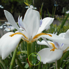 Iris hollandica Carmen 10 bulbes