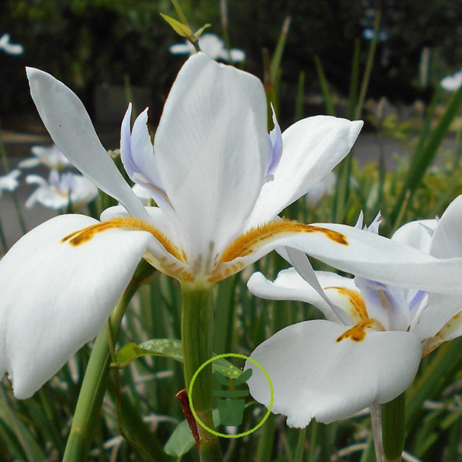 Iris hollandica Carmen 10 bulbes