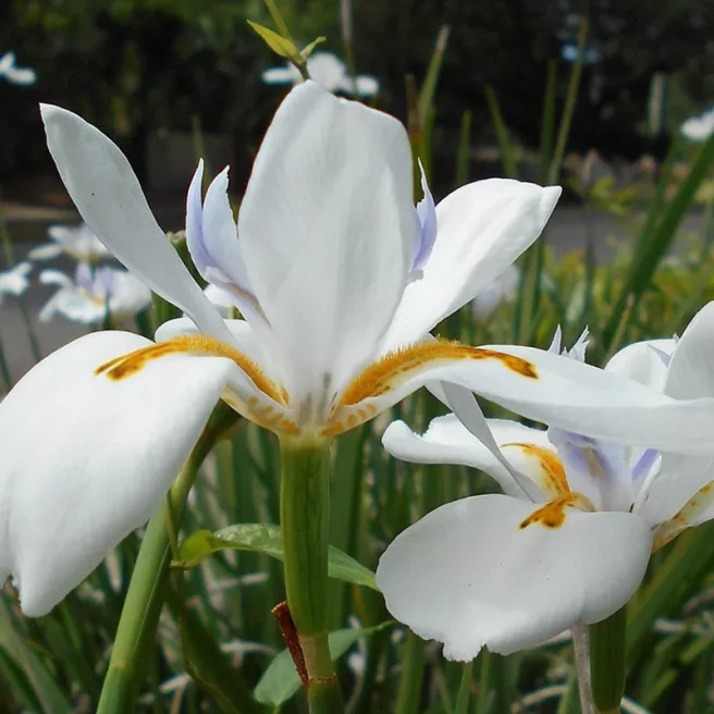 Iris hollandica Carmen 10 bulbes