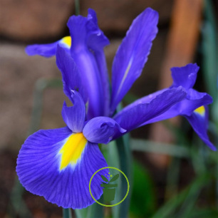 Iris hollandica Blue 10 bulbes