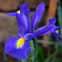 Iris hollandica Blue 10 bulbes