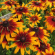 Rudbeckia hirta Gloriosa Daisy 800 graines Rudbeckia hirta Gloriosa Daisy 800 graines