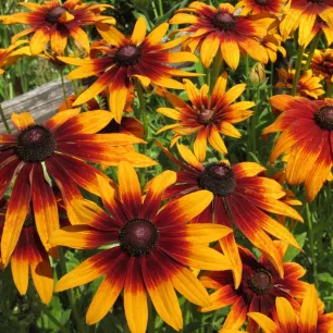 Rudbeckia hirta Gloriosa Daisy 800 graines