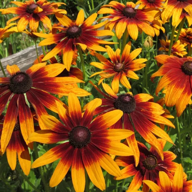 Rudbeckia hirta Gloriosa Daisy 800 graines