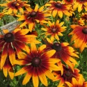 Rudbeckia hirta Gloriosa Daisy 800 graines