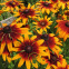 Rudbeckia hirta Gloriosa Daisy 800 graines