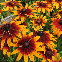 Rudbeckia hirta Gloriosa Daisy 800 graines