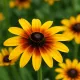 Rudbeckia hirta Gloriosa Daisy 800 graines
