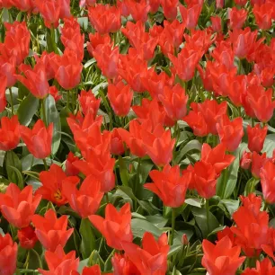 Tulipe Jules César – Sachet de 20 bulbes