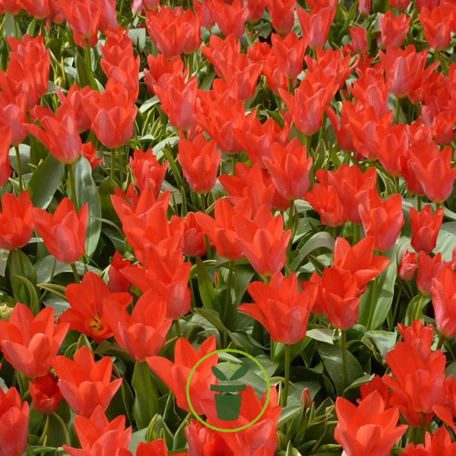 Tulipe Jules César – Sachet de 20 bulbes