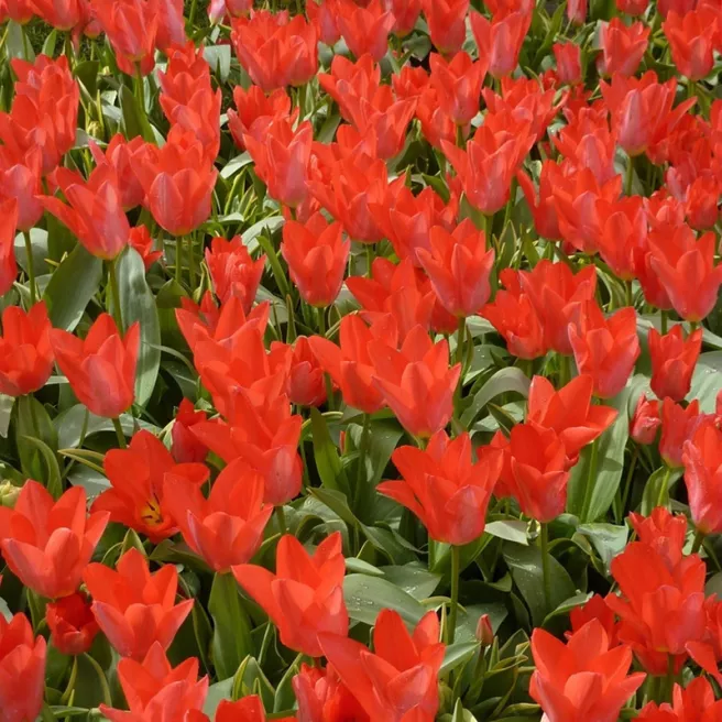 Tulipe Jules César – Sachet de 20 bulbes