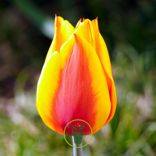 Tulipe Miskodeed – Sachet de 7 bulbes