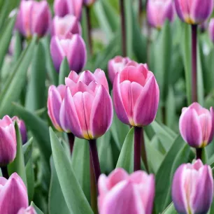Tulipes Synaeda Blue – 7 bulbes
