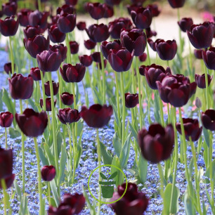 Tulipe Queen of the Night 7 bulbes