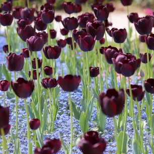 Tulipe Queen of the Night 7 bulbes