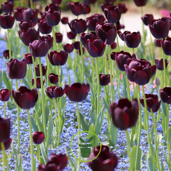 Tulipe Queen of the Night 7 bulbes