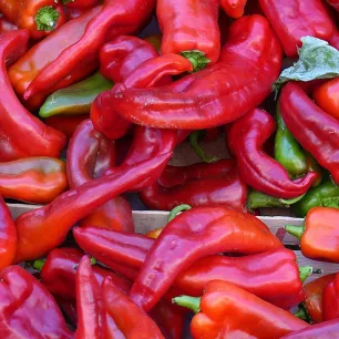 Poivron Corno di Toro Rosso - Corne de Taureau 100 graines