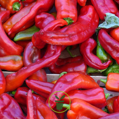 Poivron Corno di Toro Rosso 100 graines