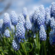 Muscari Bleu ciel Baby’s Breath – 10 bulbes