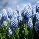 Muscari Bleu ciel Baby’s Breath – 10 bulbes