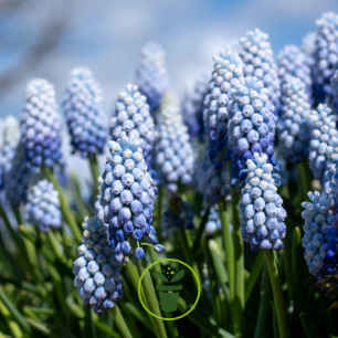 Muscari Bleu ciel Baby’s Breath – 10 bulbes