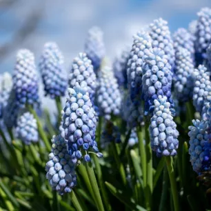 Muscari Bleu ciel Baby’s Breath – 10 bulbes