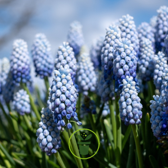 Muscari Bleu ciel Baby’s Breath – 10 bulbes
